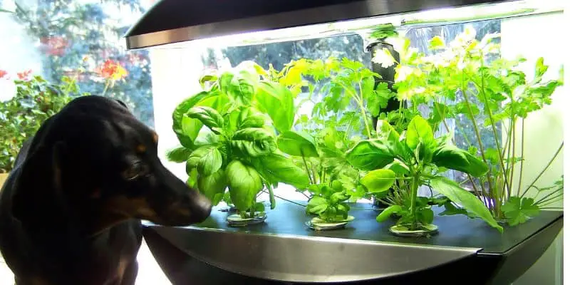 smart-hydroponics-growing-systems-2019
