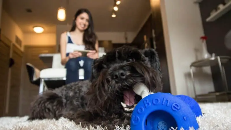 best-smart-home-devices-dogs-cats