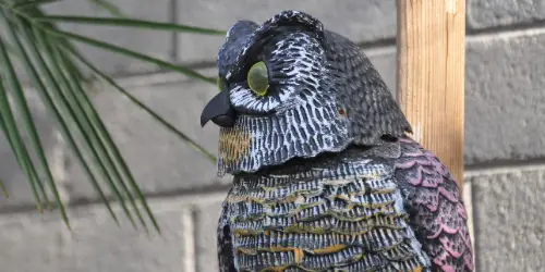 Garden Owl