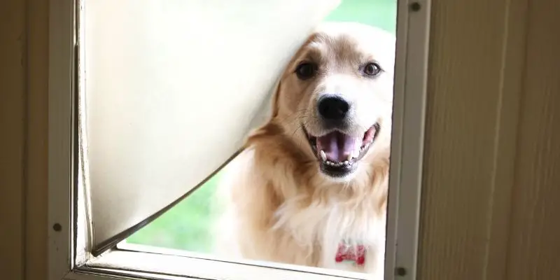 smart-pet-doors-dogs-and-cats-2